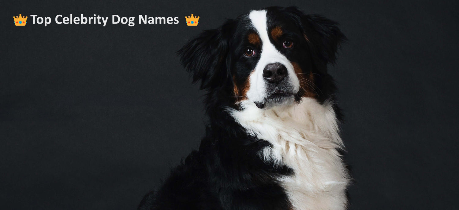 The Top Celebrity Dog Names That Will Make You Howl with Delight!