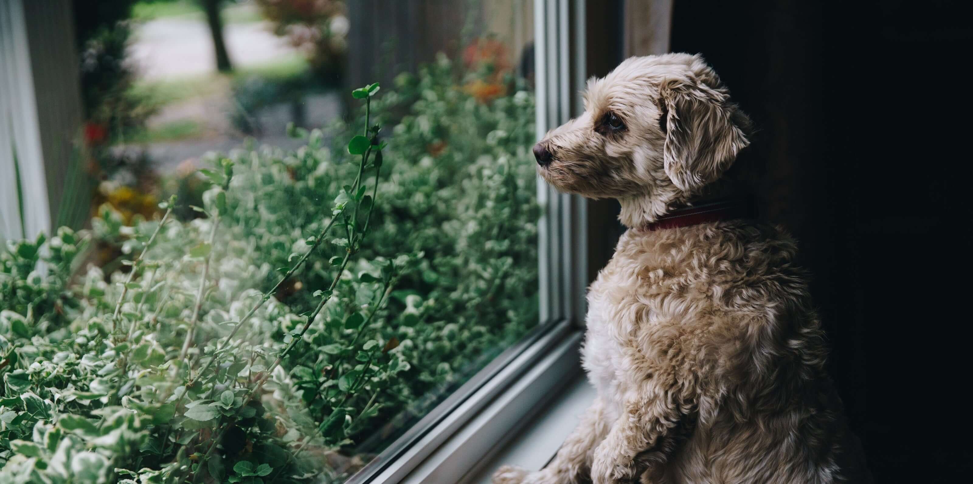 Anxiety and Calming for Pets