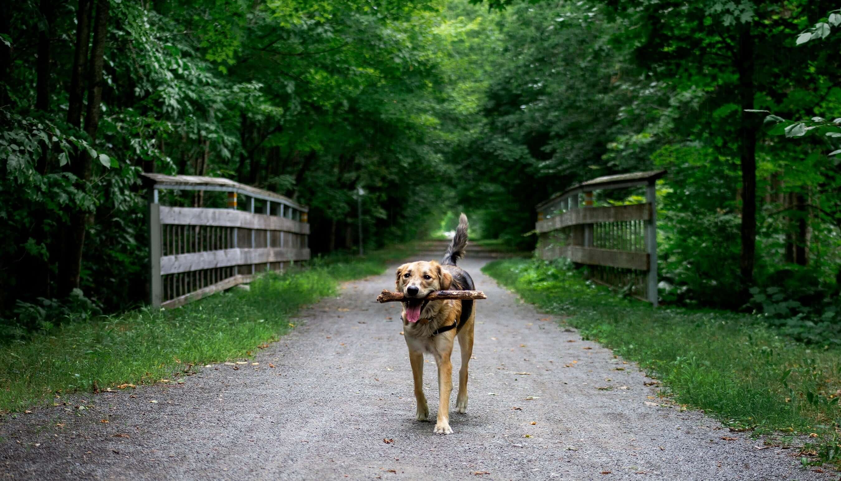 General Wellbeing for pets