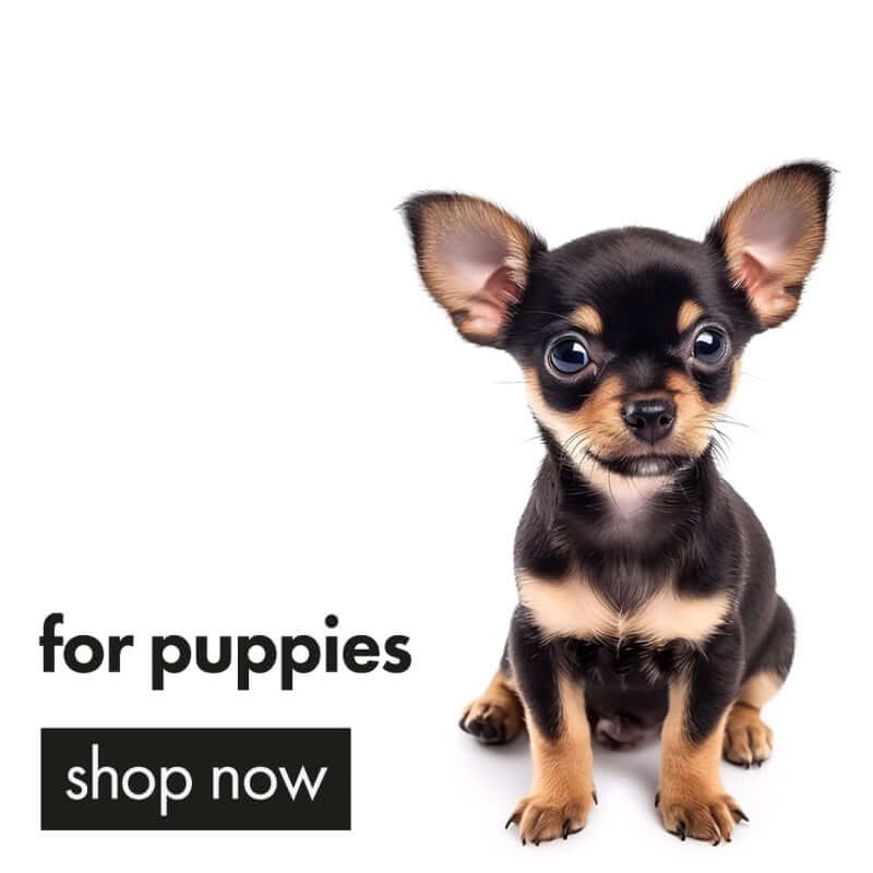 Chihuahua puppy supplies hotsell